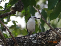 Campylorhynchus griseus