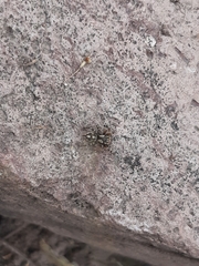 Habronattus