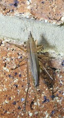 Pseudorhynchus mimeticus