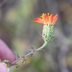 Adenophyllum speciosum