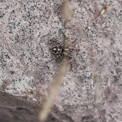 Habronattus