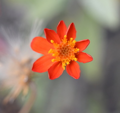 Adenophyllum speciosum
