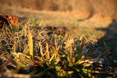 Dichanthelium laxiflorum
