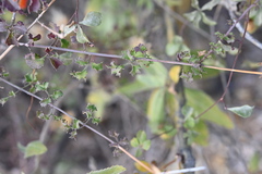 Adenophyllum speciosum