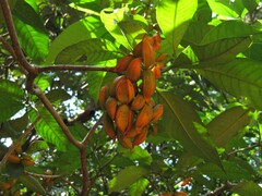 Tabernaemontana alternifolia