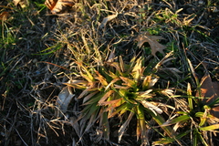 Dichanthelium laxiflorum