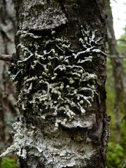 Hypogymnia oceanica