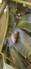 Drymaeus poecilus