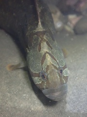 Cebidichthys violaceus