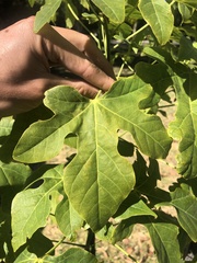 Brachychiton acerifolius