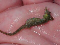 Hippocampus zosterae