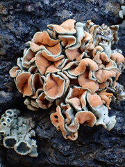 Rhizoplaca chrysoleuca