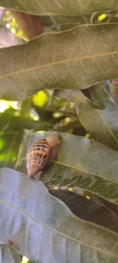 Drymaeus poecilus