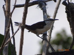 Campylorhynchus griseus