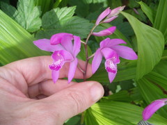 Bletilla striata