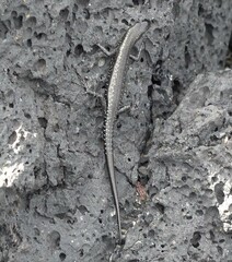 Cryptoblepharus ater