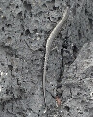 Cryptoblepharus ater