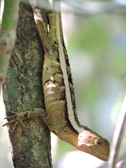 Enyalius iheringii