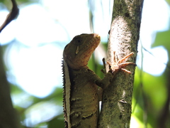 Enyalius iheringii