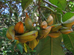 Tabernaemontana alternifolia