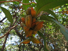 Tabernaemontana alternifolia