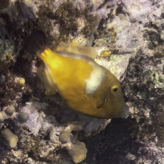 Cantherhines macrocerus