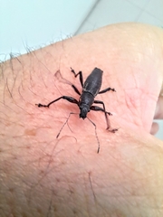 Naupactus xanthographus