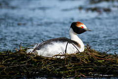 Podiceps gallardoi
