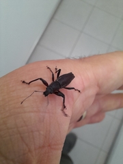 Naupactus xanthographus