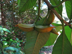 Tabernaemontana alternifolia