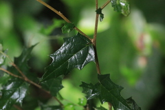 Aphananthe philippinensis