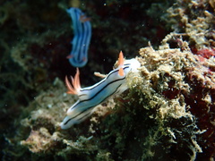 Chromodoris lochi
