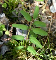 Sanguisorba canadensis