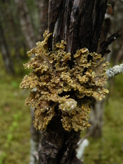 Lobaria silvae-veteris