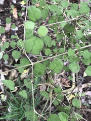 Coprosma rotundifolia