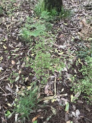 Coprosma rotundifolia