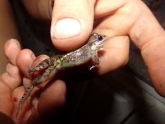 Leptodactylus latinasus