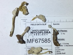 Hypomyces chlorinigenus