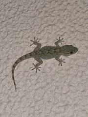 Tarentola mauritanica mauritanica