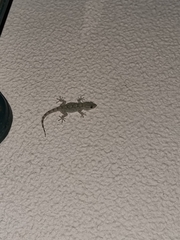 Tarentola mauritanica mauritanica