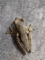 Itapotihyla langsdorffii