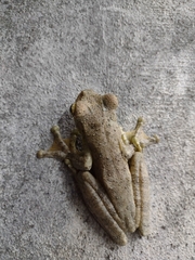 Itapotihyla langsdorffii