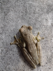 Itapotihyla langsdorffii