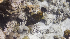 Cantherhines macrocerus