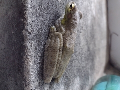 Itapotihyla langsdorffii