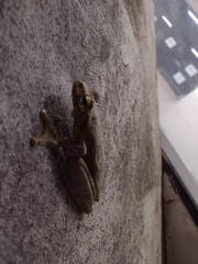 Itapotihyla langsdorffii