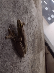 Itapotihyla langsdorffii