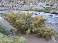 Anarthrophyllum rigidum