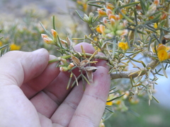 Anarthrophyllum rigidum