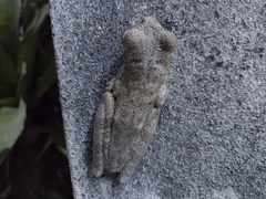 Itapotihyla langsdorffii